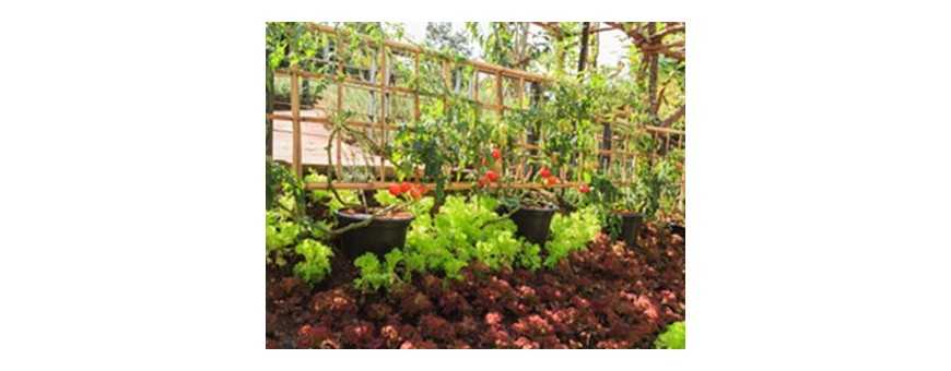 Companion Planting