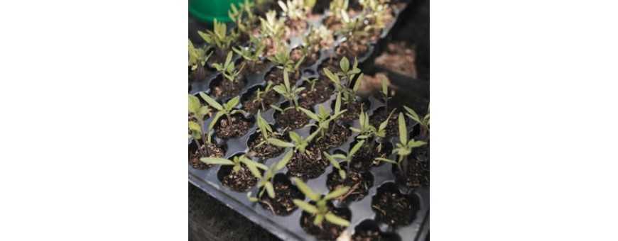 Propagation & Cloning